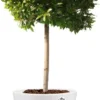 Elho Pure Bloempot Ø 60 Cm Wit
