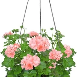 Elho Bloempot Vibia Camp Wit D 25,9 H 18,4 Cm