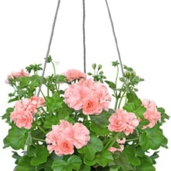 Elho Bloempot Vibia Camp Geel D 25,9 H 18,3 Cm