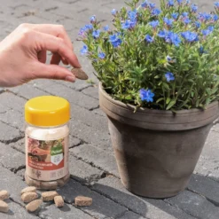 Pokon Bio Terras En Balkonplanten Voeding Langwerkende Kegels 40 Stuks -Groen Blik Verkoop 8711969030183 4