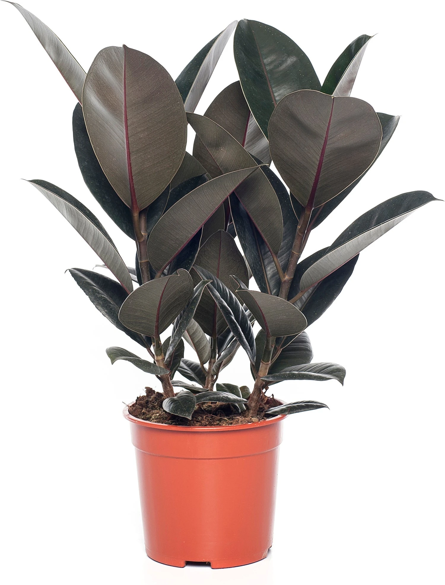 Rubberboom (Ficus Elastica 'Abidjan') D 19 H 55 Cm 1 Rubberboom (Ficus Elastica 'Abidjan') D 19 H 55 Cm