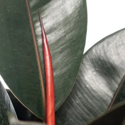 Rubberboom (Ficus Elastica 'Abidjan') D 19 H 55 Cm 3 Rubberboom (Ficus Elastica 'Abidjan') D 19 H 55 Cm -Groen Blik Verkoop 8717263109839 3