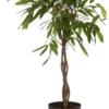 Rubberboom (Ficus Binnendijkii 'Amstel King') D 24 H 100 Cm