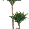 Drakenbloedboom (Dracaena Fragrans (C) 'Compacta') D 19 H 75 Cm