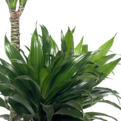 Drakenbloedboom (Dracaena Fragrans (C) 'Compacta') D 21 H 100 Cm 3 Drakenbloedboom (Dracaena Fragrans (C) 'Compacta') D 21 H 100 Cm -Groen Blik Verkoop 8717263111122 1 1