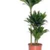 Drakenbloedboom (Dracaena Fragrans (C) 'Compacta') D 21 H 100 Cm