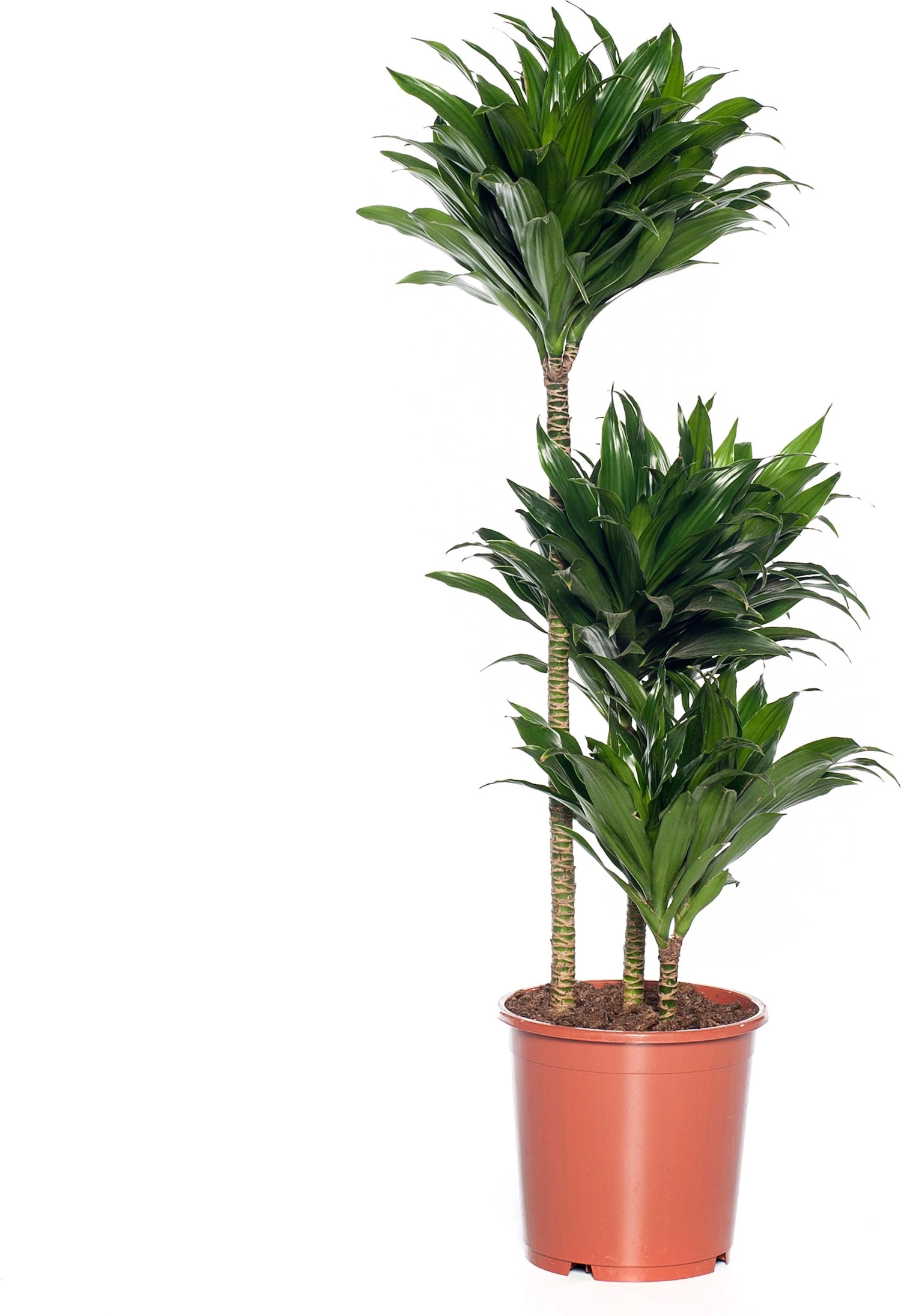 Drakenbloedboom (Dracaena Fragrans (C) 'Compacta') D 21 H 100 Cm 1 Drakenbloedboom (Dracaena Fragrans (C) 'Compacta') D 21 H 100 Cm