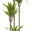 Drakenbloedboom (Dracaena Fragrans (D) 'Lemon Lime') D 27 H 170 Cm