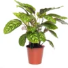 Calathea (Calathea 'Flamestar') D 19 H 75 Cm