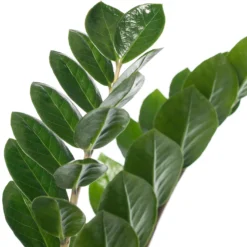 Zamioculcas (Zamioculcas Zamiifolia) D 21 H 80 Cm 3 Zamioculcas (Zamioculcas Zamiifolia) D 21 H 80 Cm -Groen Blik Verkoop 8717263113317 1 1