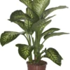 Dieffenbachia (Dieffenbachia Seguine 'Tropic Snow') D 24 H 90 Cm