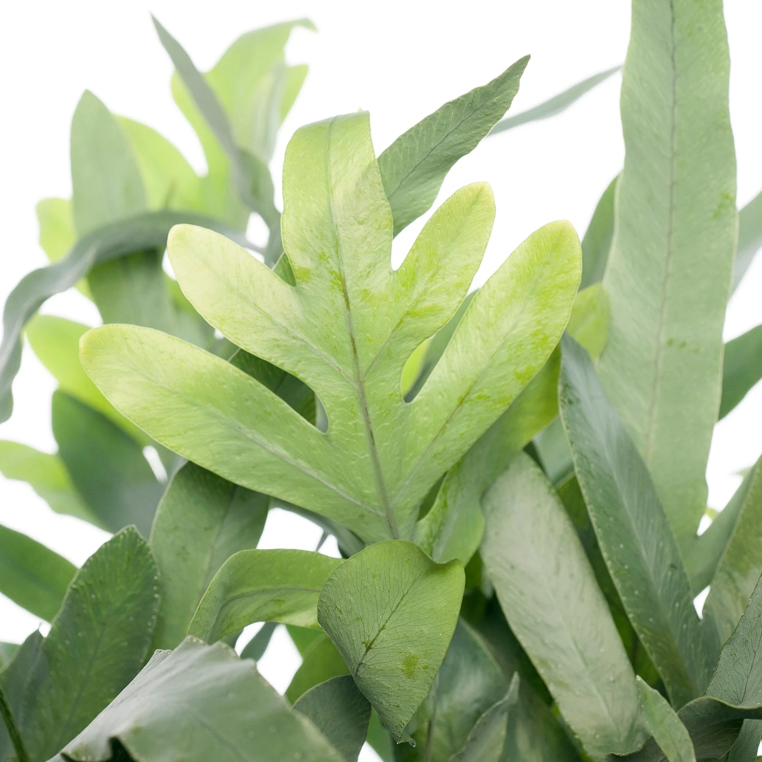 Blauwvaren (Phlebodium Aureum 'Blue Star') D 19 H 55 Cm 2 Blauwvaren (Phlebodium Aureum 'Blue Star') D 19 H 55 Cm - Afbeelding 2