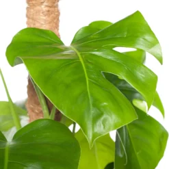 Gatenplant (Monstera Pertusum) D 24 H 110 Cm -Groen Blik Verkoop 8717263115632 2