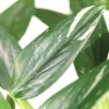 Philodendron (Philodendron 'Cobra') D 19 H 75 Cm