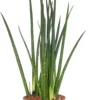 Vrouwentong (Sansevieria Bacularis) D 13 H 60 Cm