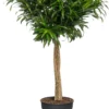 Drakenbloedboom (Dracaena Reflexa 'Song Of Jamaica') D 27 H 120 Cm