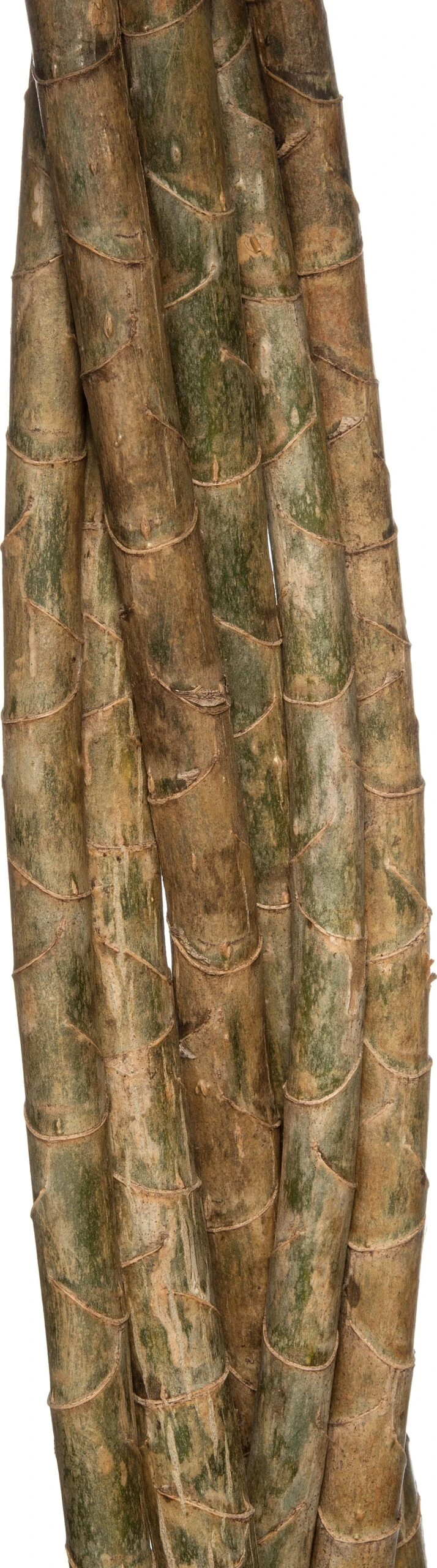 Drakenbloedboom (Dracaena Reflexa 'Song Of Jamaica') D 27 H 120 Cm 2 Drakenbloedboom (Dracaena Reflexa 'Song Of Jamaica') D 27 H 120 Cm - Afbeelding 2