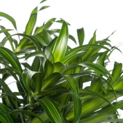 Drakenbloedboom (Dracaena Reflexa 'Song Of Jamaica') D 27 H 120 Cm 5 Drakenbloedboom (Dracaena Reflexa 'Song Of Jamaica') D 27 H 120 Cm -Groen Blik Verkoop 8717263120490 3