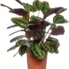 Calathea (Calathea 'Medallion') D 27 H 90 Cm