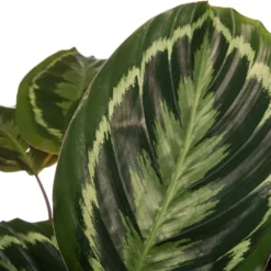 Calathea (Calathea 'Medallion') D 27 H 90 Cm -Groen Blik Verkoop 8717263121923 2 2