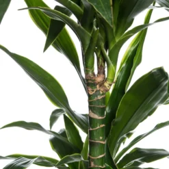 Drakenbloedboom (Dracaena Fragrans 'Art') D 21 H 120 Cm 3 Drakenbloedboom (Dracaena Fragrans 'Art') D 21 H 120 Cm -Groen Blik Verkoop 8717263126843 2