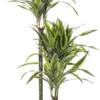 Drakenbloedboom (Dracaena Fragrans (D) 'Lemon Lime') D 21 H 110 Cm
