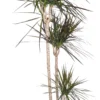 Drakenbloedboom (Dracaena Marginata 'Magenta') D 24 Cm