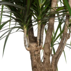 Drakenbloedboom (Dracaena Marginata) D 27 Cm -Groen Blik Verkoop 8717263129295 2