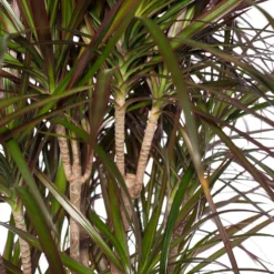 Drakenbloedboom (Dracaena Marginata) D 32 H 150 Cm -Groen Blik Verkoop 8717263129301 2