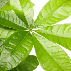 Geldboom (Pachira Aquatica) D 21 H 90 Cm -Groen Blik Verkoop 8717263130086 1