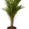 Spindelpalm (Mascarena Verschaffelti ) D 35 H 160 Cm