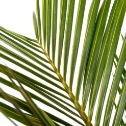 Spindelpalm (Mascarena Verschaffelti ) D 35 H 160 Cm -Groen Blik Verkoop 8717263246879 2