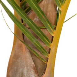 Spindelpalm (Mascarena Verschaffelti ) D 35 H 160 Cm -Groen Blik Verkoop 8717263246879 3