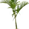 Alexanderpalm (Ptychosperma Elegans ) D 35 H 180 Cm