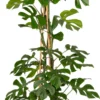 Philodendron (Philodendron 'Minima') D 24 H 120 Cm
