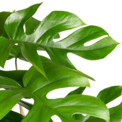 Philodendron (Philodendron 'Minima') D 24 H 120 Cm -Groen Blik Verkoop 8717263247487 2