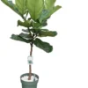 Vioolbladplant Op Stam (Ficus Lyrata) D 27 H 130 Cm
