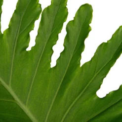 Philodendron (Philodendron 'Shangri Lah') D 27 H 80 Cm -Groen Blik Verkoop 8717263250616 2