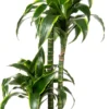 Drakenbloedboom (Dracaena Fragrans (C) ' Dorado') D 24 H 140 Cm