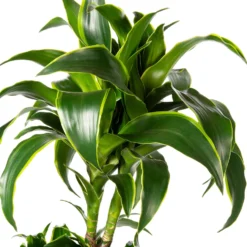 Drakenbloedboom (Dracaena Fragrans (C) ' Dorado') D 24 H 140 Cm -Groen Blik Verkoop 8717263251811 2