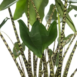 Olifantsoor (Alocasia Zebrina) D 46 H 150 Cm -Groen Blik Verkoop 8717263252399 2