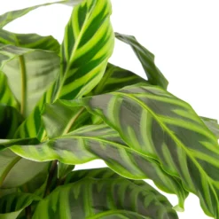 Calathea (Calathea Zebrina) D 27 H 100 Cm -Groen Blik Verkoop 8717263252443 2