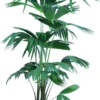 Panamahoed-palm (Carludovica Palmata) D 27 H 160 Cm