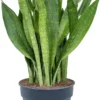 Vrouwentong (Sansevieria Trifasciata 'Jade') D 30 H 75 Cm