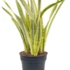 Vrouwentong (Sansevieria Trifasciata 'Lauren') D 30 H 80 Cm
