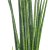 Vrouwentong (Sansevieria Cylindra 'Handshake') D 17 H 80 Cm