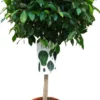 Vijgenboom (Ficus Microcarpa 'Nitida') D 29 H 100 Cm