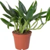 Philodendron (Philodendron 'Cobra') D 15 H 50 Cm