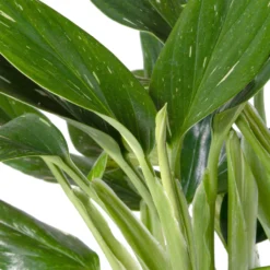 Philodendron (Philodendron 'Cobra') D 15 H 50 Cm -Groen Blik Verkoop 8717263287322 2