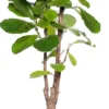 Vioolbladplant (Ficus Lyrata) D 30 H 150 Cm